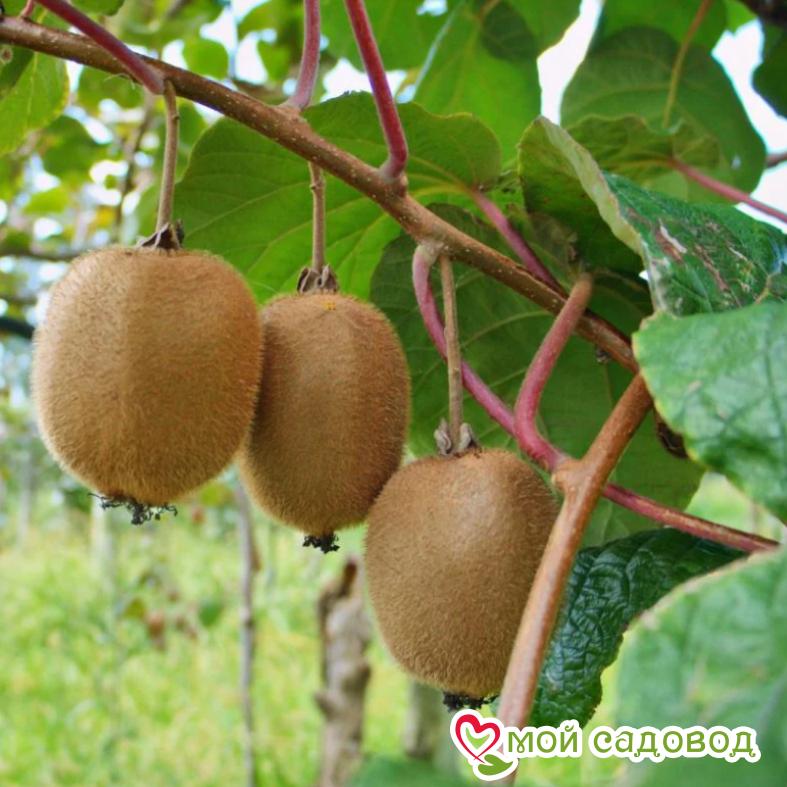 Киви актинидия деликатесная Дженни