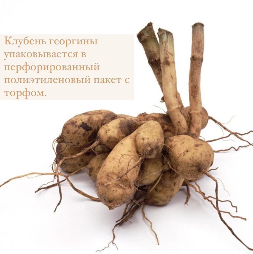 Георгина бордюрная Мелоди Аллегро (Melody Allegro)