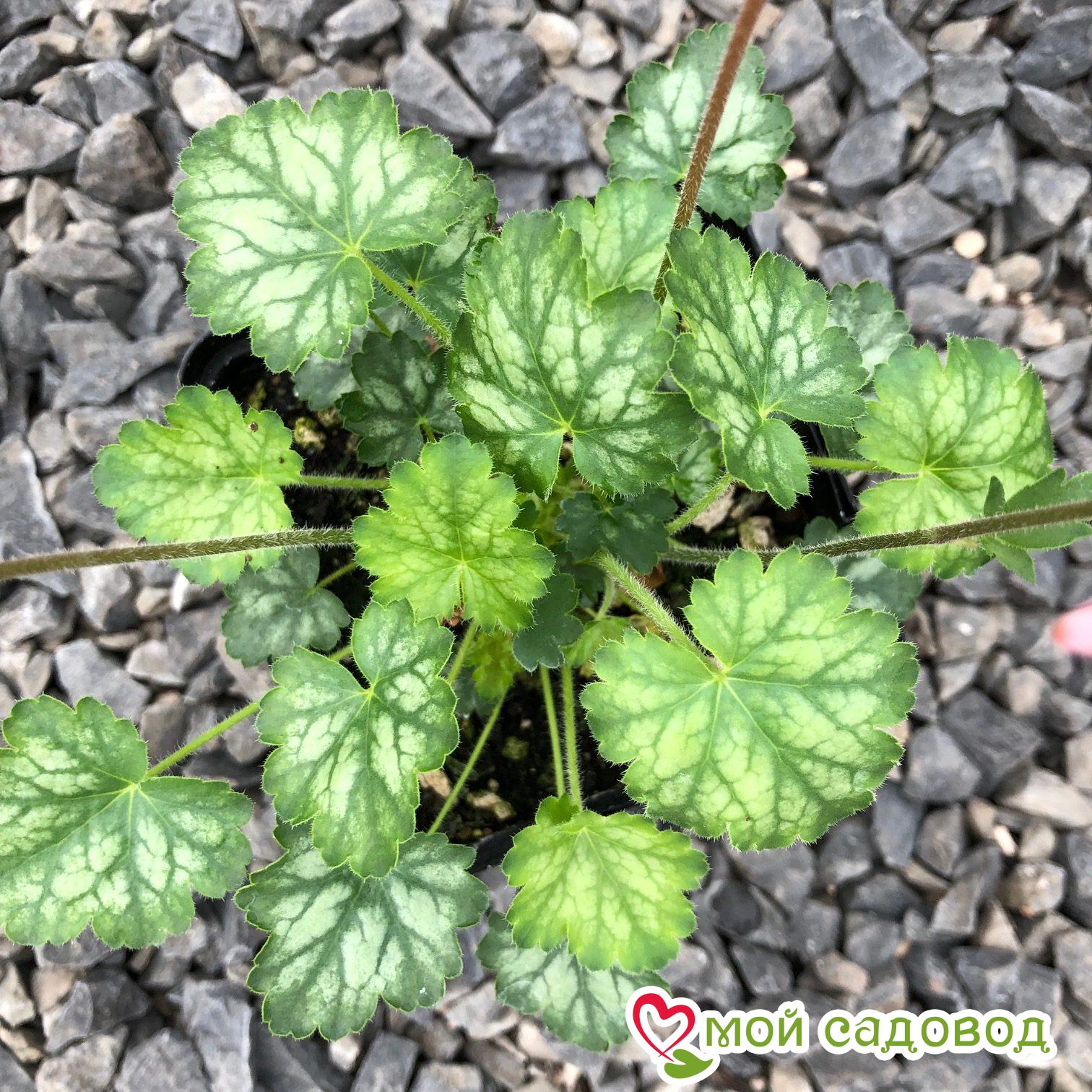 Гейхера Литтл Кьюти Пеперминт