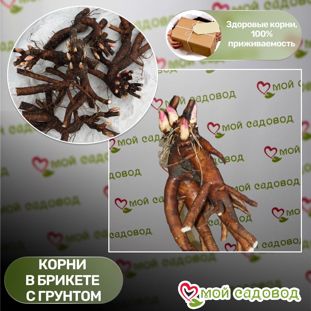 Пион Монохромный Шик